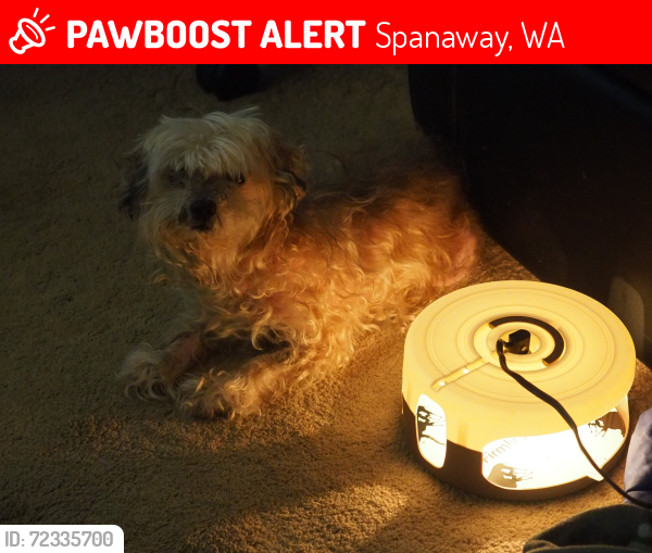 Lost Female Dog last seen Enchanted Firs mobile  park, Spanaway, at 8th Ave E and 208th St E, 1/2 mile South of Walmart. , Spanaway, WA 98387
