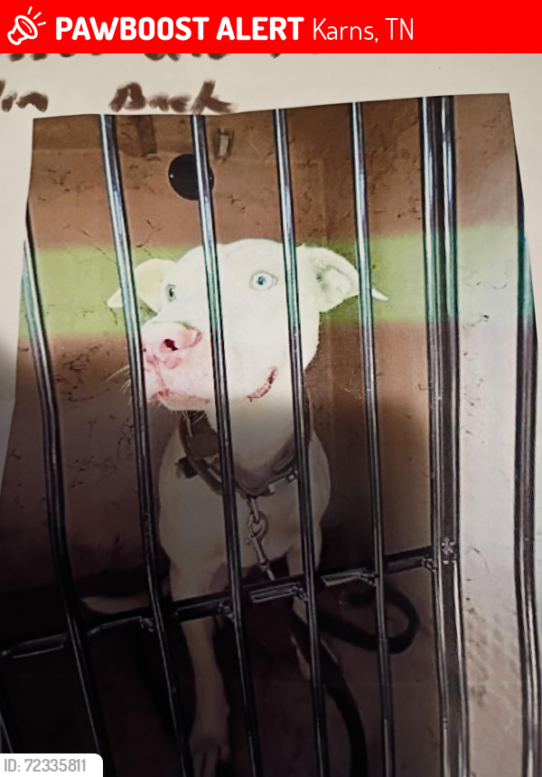 Lost Male Dog last seen Elm Street James ave, Karns, TN 37921
