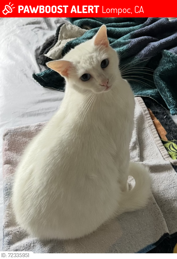 Lost Female Cat last seen Rst , Lompoc, CA 93436