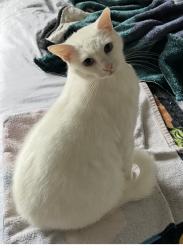 Lost Female Cat last seen Rst , Lompoc, CA 93436
