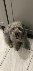 Lost Male Dog last seen 41rd avenue and northern, Phoenix, AZ 85051