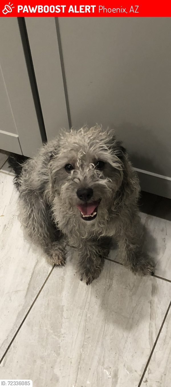Lost Male Dog last seen 41rd avenue and northern, Phoenix, AZ 85051