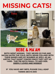 Lost Female Cat last seen Florida and Karcher, Cedar Crossing, Caldwell, ID 83607