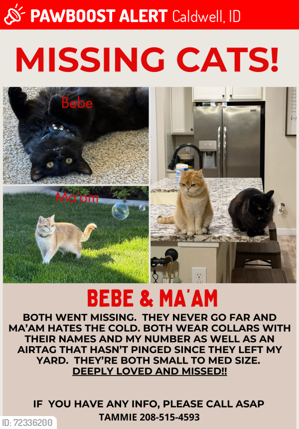 Lost Female Cat last seen Florida and Karcher, Cedar Crossing, Caldwell, ID 83607