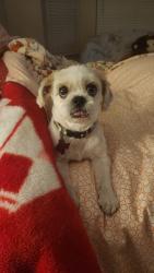 Lost Male Dog last seen Fm 359, Richmond, TX 77406