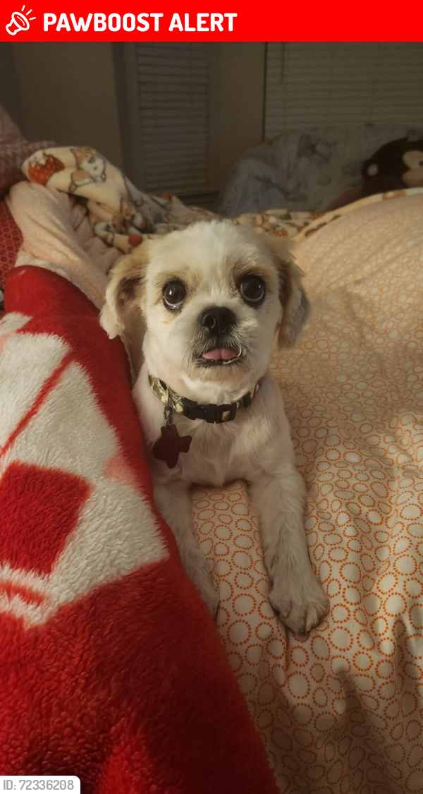Lost Male Dog last seen Fm 359, Richmond, TX 77406