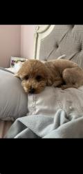 Lost Female Dog last seen COUNTRY CLUB DR , RIVERLANDS GOLF COURSE, LaPlace, LA 70068