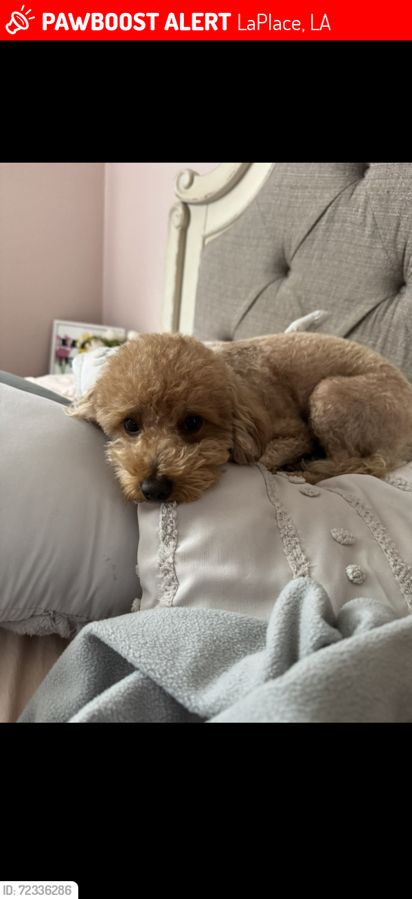 Lost Female Dog last seen COUNTRY CLUB DR , RIVERLANDS GOLF COURSE, LaPlace, LA 70068