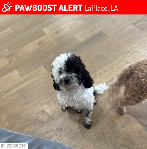 Lost Female Dog last seen country club dr Belle terre , LaPlace, LA 70068