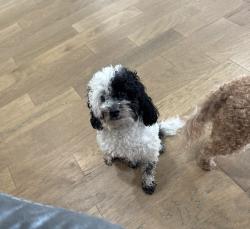 Lost Female Dog last seen country club dr Belle terre , LaPlace, LA 70068