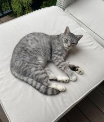 Lost Male Cat last seen Bryden and Carrie ave , Columbus, OH 43205