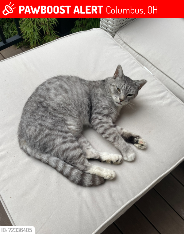 Lost Male Cat last seen Bryden and Carrie ave , Columbus, OH 43205