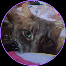 Lost Male Cat last seen Almira St , Bremerton, WA 98310