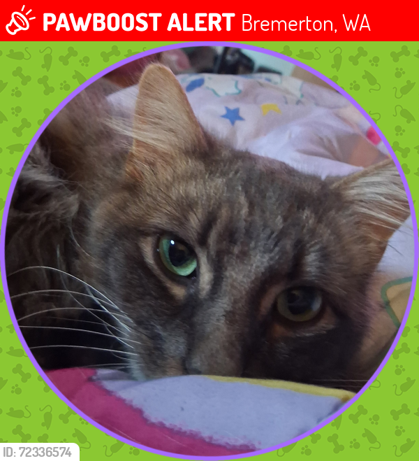 Lost Male Cat last seen Almira St , Bremerton, WA 98310