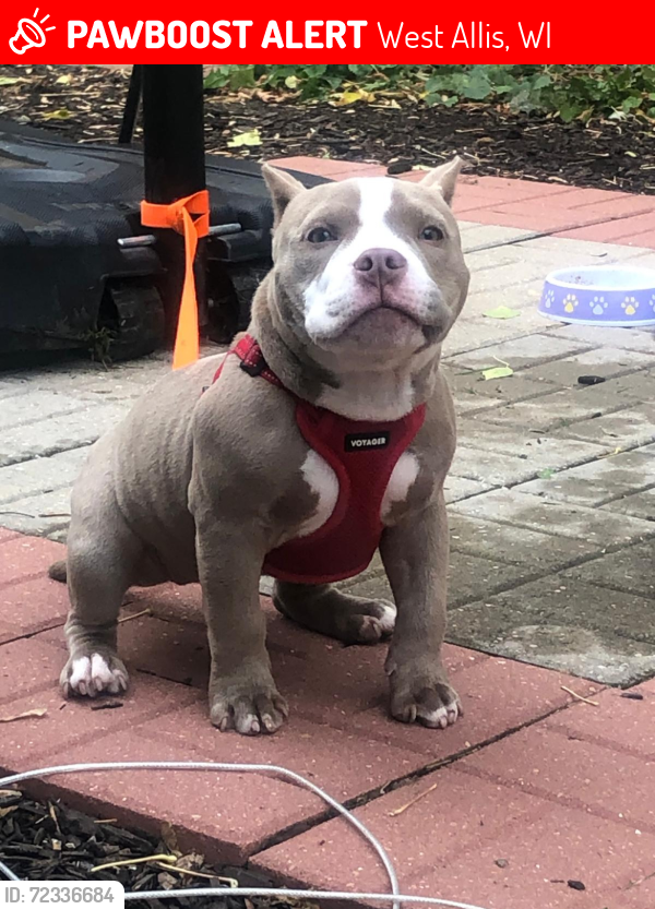 Lost Female Dog last seen 92nd st and Lapham, West Allis, WI 53227