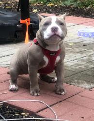 Lost Female Dog last seen 92nd st and Lapham, West Allis, WI 53227