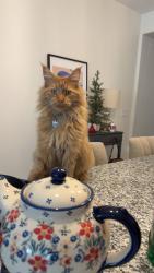 Lost Male Cat last seen Vail, E Becker Dr, Corona de Tucson, AZ 85641