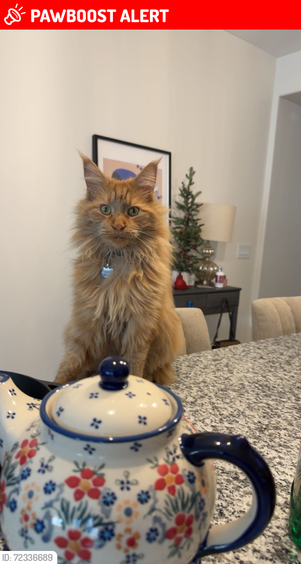 Lost Male Cat last seen Vail, E Becker Dr, Corona de Tucson, AZ 85641