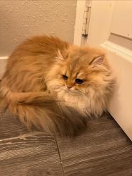 Lost Male Cat last seen Panera bread , Dallas, TX 75231