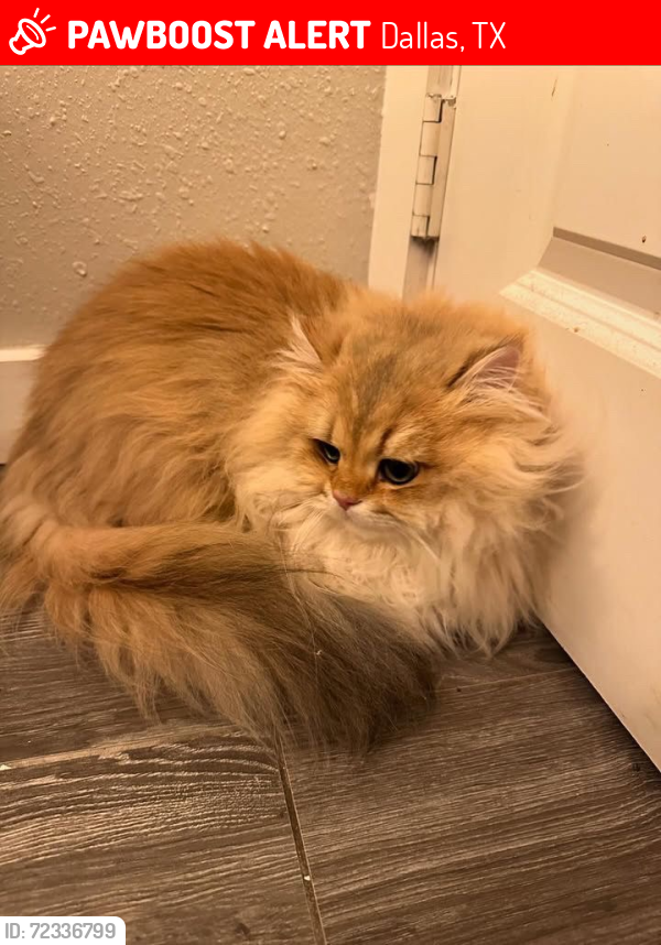 Lost Male Cat last seen Panera bread , Dallas, TX 75231