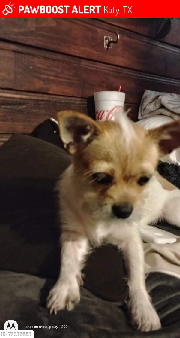 Lost Female Dog last seen Near Concordia. Katy, Texas 77450 in West Memorial subdivision , Katy, TX 77450