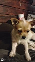 Lost Female Dog last seen Near Concordia. Katy, Texas 77450 in West Memorial subdivision , Katy, TX 77450