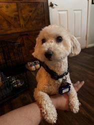 Lost Male Dog last seen W Joseph Rd and S J 6 Ranch Rd, Benson, AZ 85602