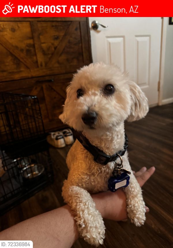 Lost Male Dog last seen W Joseph Rd and S J 6 Ranch Rd, Benson, AZ 85602