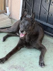 Lost Male Dog last seen Glenn and Oracle, Tucson, AZ 85705