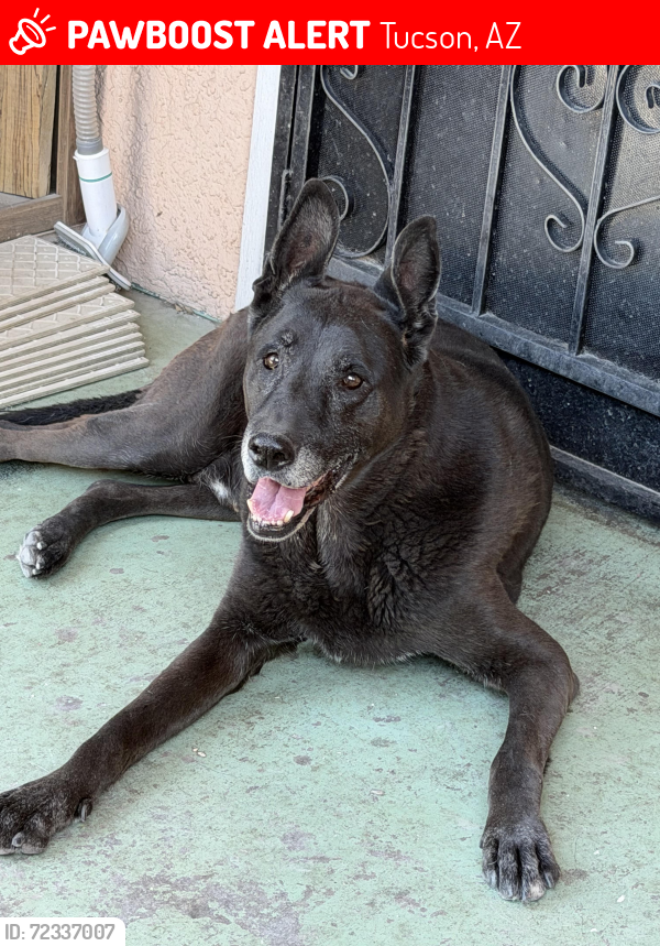 Lost Male Dog last seen Glenn and Oracle, Tucson, AZ 85705