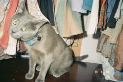 Lost Male Cat last seen Near Fairbanks Dr near Ketchikan St, Newcastle Dr, El Paso, TX 79924