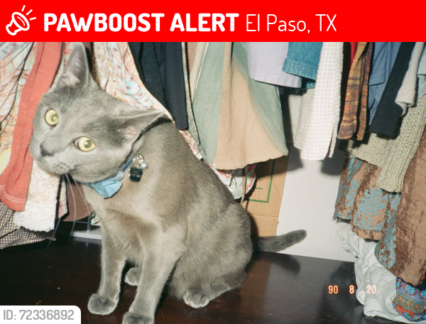 Lost Male Cat last seen Near Fairbanks Dr near Ketchikan St, Newcastle Dr, El Paso, TX 79924