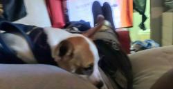 Lost Male Dog last seen 19th and Buckeye , Phoenix, AZ 85003