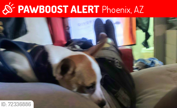 Lost Male Dog last seen 19th and Buckeye , Phoenix, AZ 85003