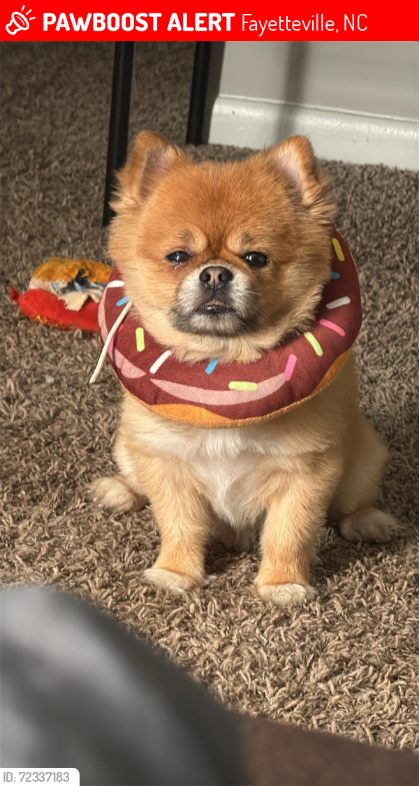 Lost Male Dog last seen Fort bragg, Fayetteville, NC 28305