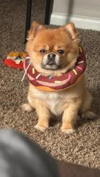 Lost Male Dog last seen Fort bragg, Fayetteville, NC 28305
