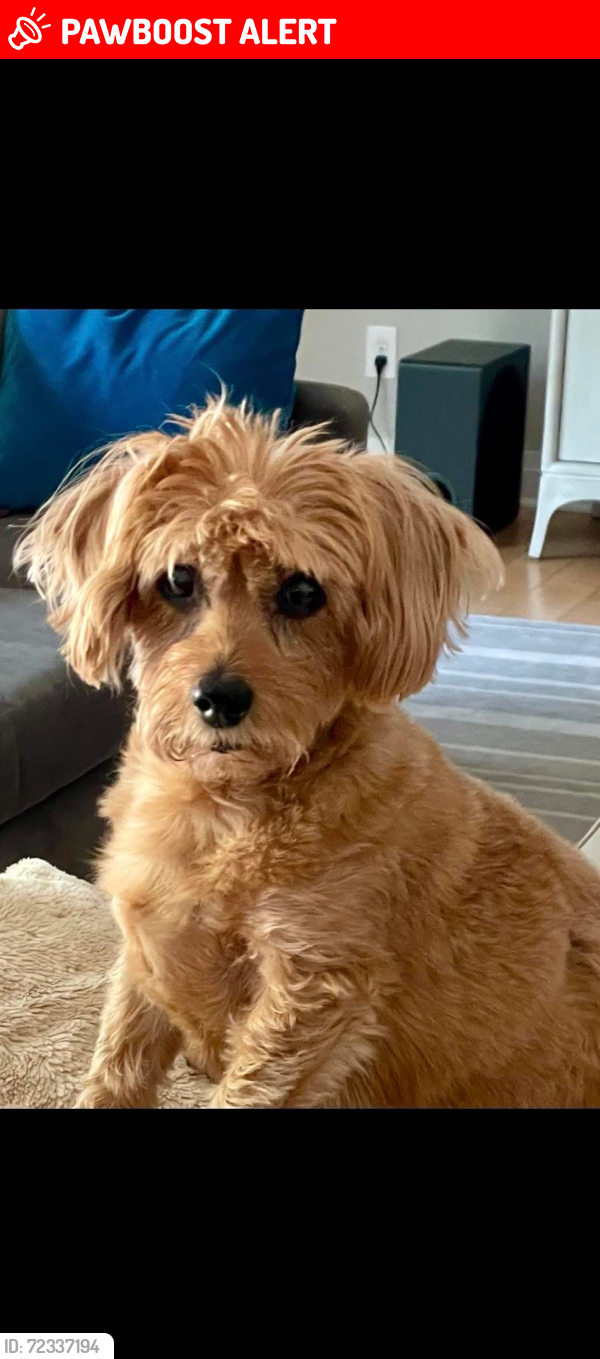 Lost Unknown Dog last seen N Cresent blvd near Delavue, Lower Makefield Township, PA 19067