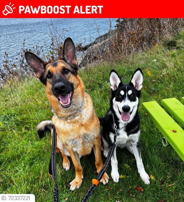 Lost Female Dog last seen Clarkes beach, Clarke's Beach, NL A0A