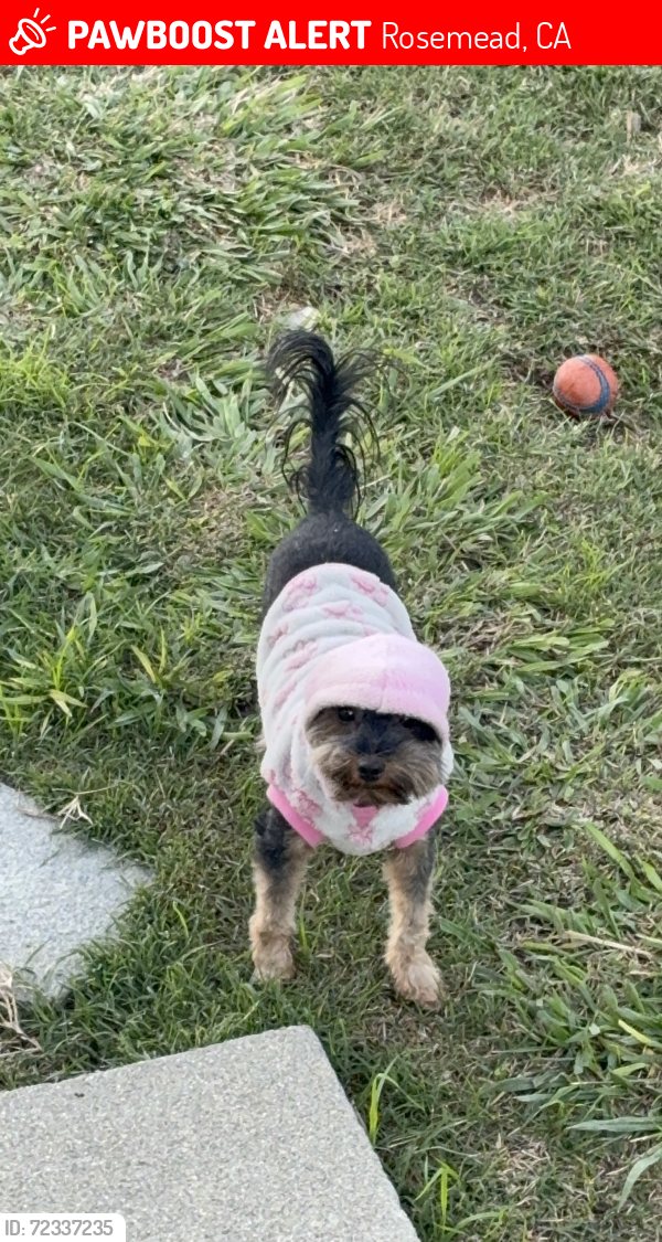 Lost Female Dog last seen Rosemead ca, Rosemead, CA 91770
