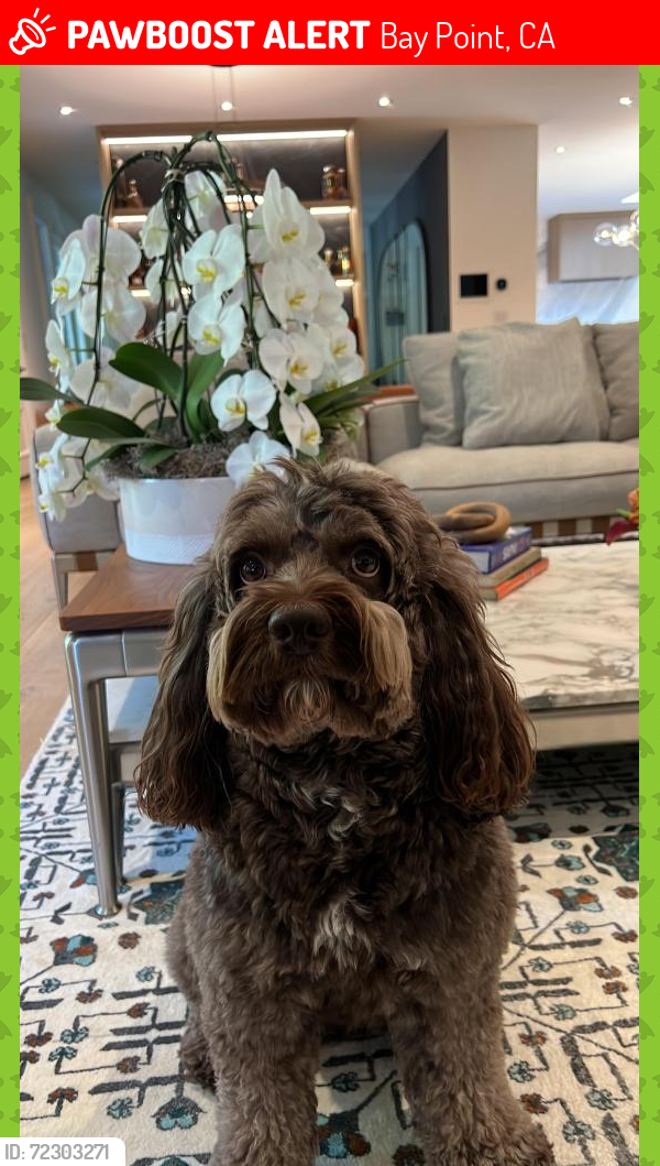 Lost Male Dog last seen Willow Pass Road, Bay Point, CA 94565