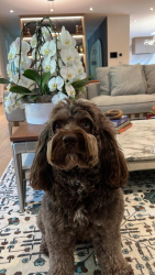 Lost Male Dog last seen Willow Pass Road, Bay Point, CA 94565