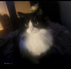 Lost Female Cat last seen Near Ave & 83 street , Edmonton, AB T5E 2Y6