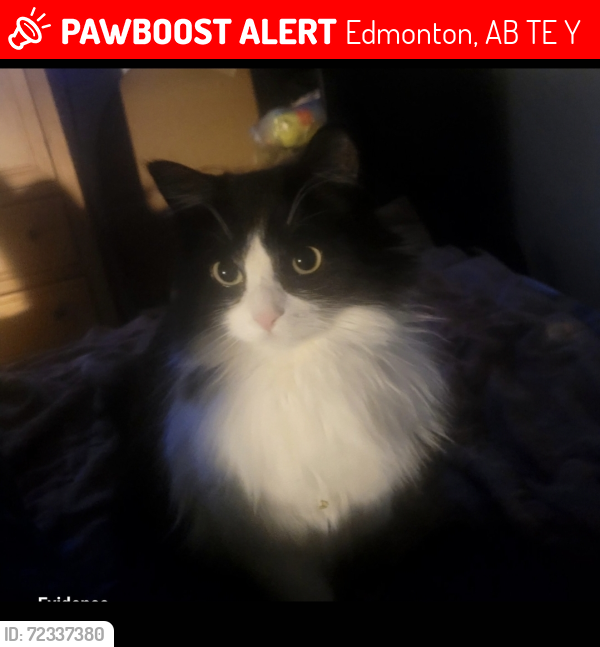 Lost Female Cat last seen Near Ave & 83 street, Edmonton, AB T5E 2Y6