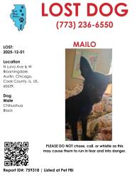 Lost Male Dog last seen Near N Luna Ave, Chicago, IL 60639