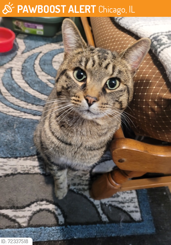 Chicago, IL Stray Male Cat Found Near Montana and Kilbourn | PawBoost