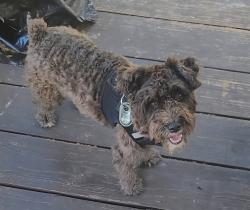 Lost Male Dog last seen Near Flamingo Drive, Sanford FL, Sanford, FL 32773
