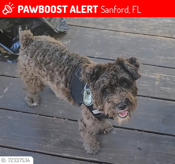 Lost Male Dog last seen Near Flamingo Drive, Sanford FL, Sanford, FL 32773