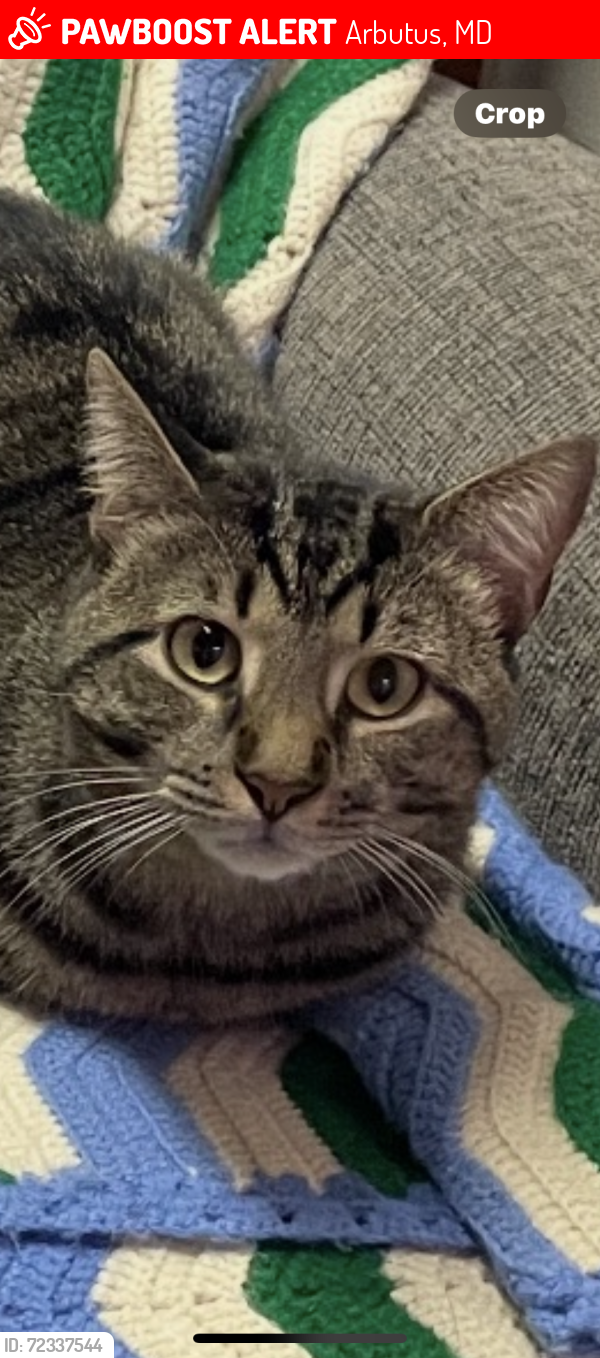 Lost Male Cat last seen Fernley Sq. And Chapel Sq, Arbutus, MD 21227