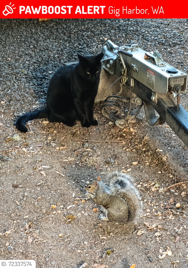 Lost Male Cat last seen Burnham Drive, Gig Harbor, WA 98332