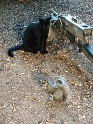 Lost Male Cat last seen Burnham Drive, Gig Harbor, WA 98332